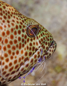 Grouper being cleaned by a Pederson's cleaning shrimp by Marteyne Van Well 
